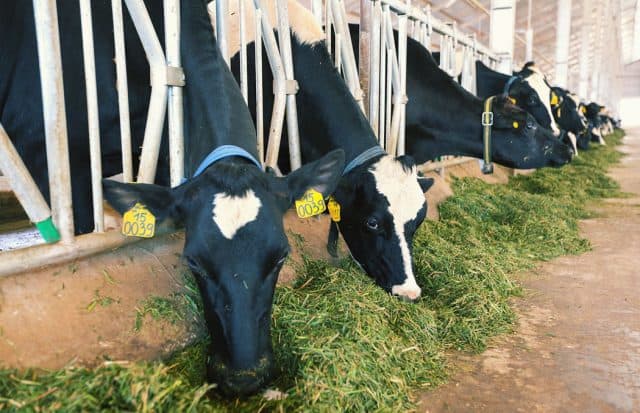 vinamilk organic milk farm (ảnh: st)