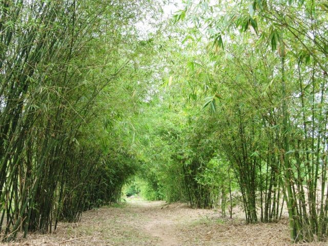 Sơn Trà Tịnh Viên Đà Nẵng (Ảnh: ST)