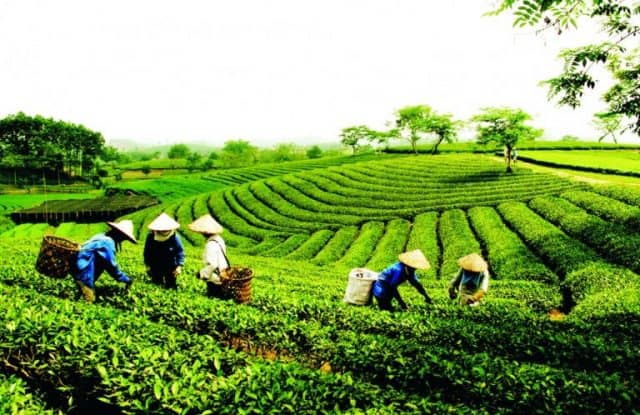 đồi chè tâm châu (ảnh: st)