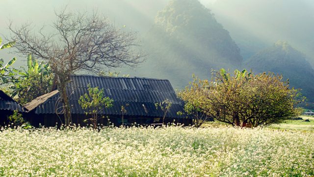 kinh nghiệm du lịch phượt Mộc châu