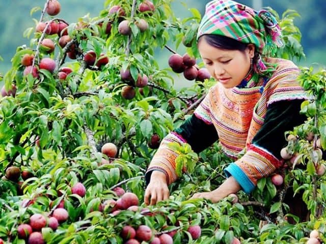 kinh nghiệm du lịch phượt Mộc Châu