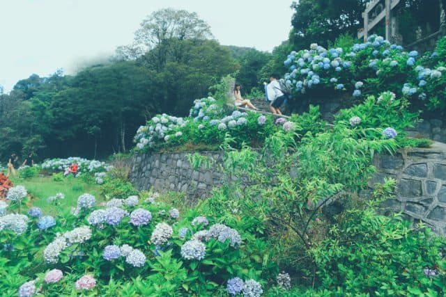 vườn hoa cẩm tú cầu cao bằng