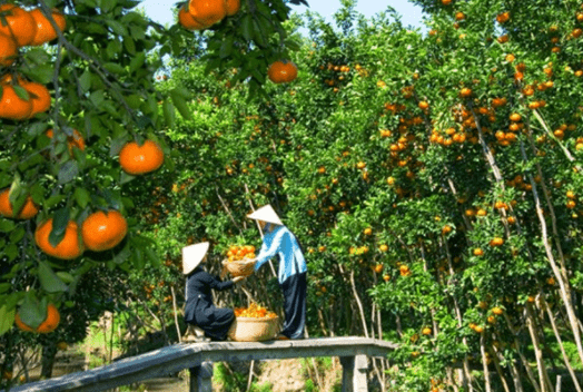 vườn trái cây ở tây ninh vườn trái cây ở tây ninh