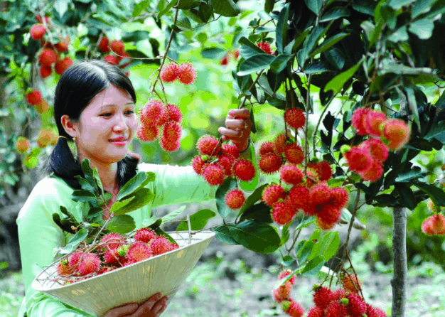 vườn trái cầy gò chùa vườn trái cầy gò chùa