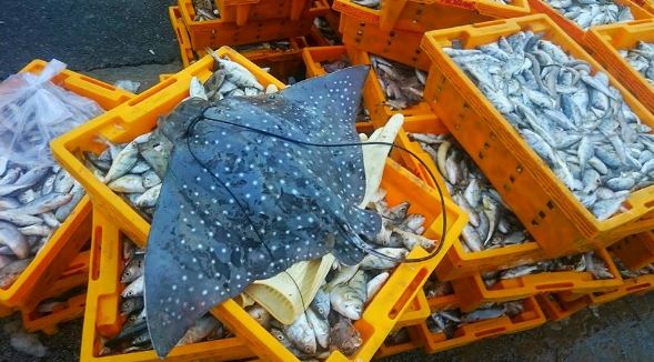 làng chài Phước Hải làng chài Phước Hải