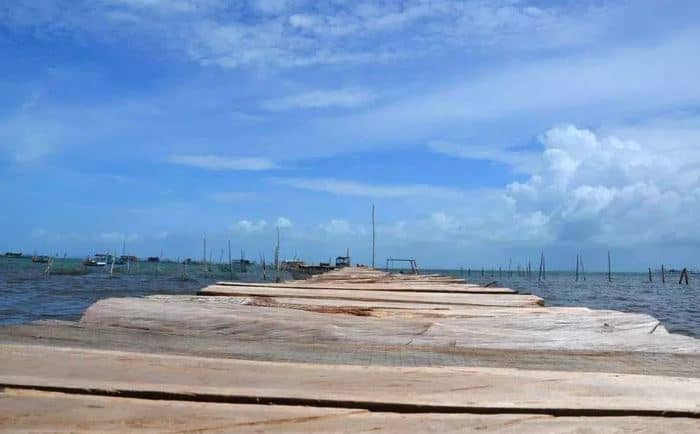 cầu gỗ ra nhà bè Rạch Vẹm