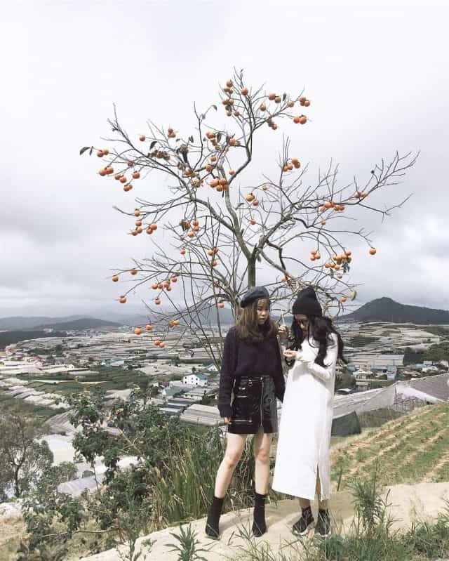 Sunny Farm Đà Lạt (Ảnh: ST)