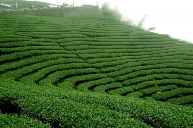 Đồi chè xanh ngát ở Đài Loan (Ảnh: ST)