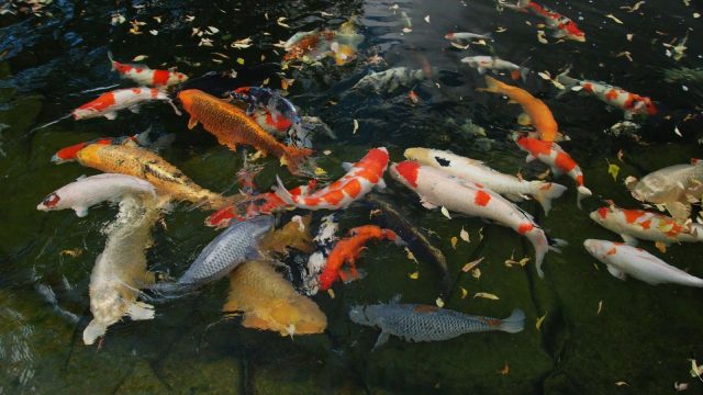Khu du lịch Lá Phong Đà Lạt (Ảnh: ST)