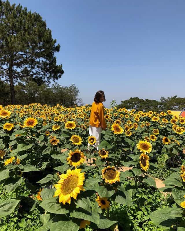Sunny Farm Đà Lạt (Ảnh: ST)