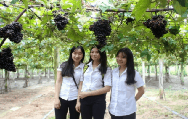 vườn nho rừng tây ninh vườn nho rừng tây ninh