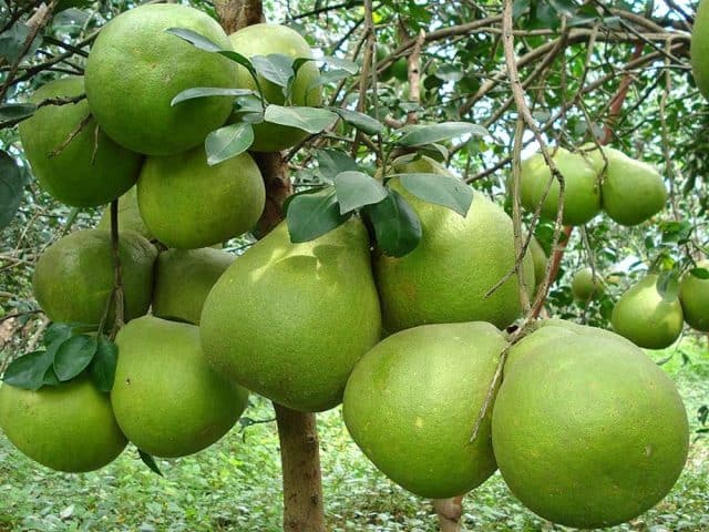 đặc sản đồng nai đặc sản đồng nai