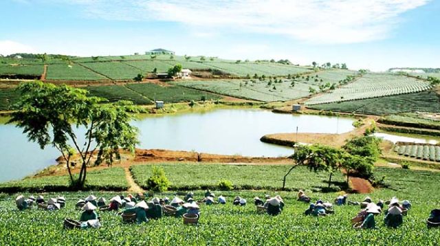"Lang thang" một thoáng tìm về Cao nguyên Di Linh Đà Lạt