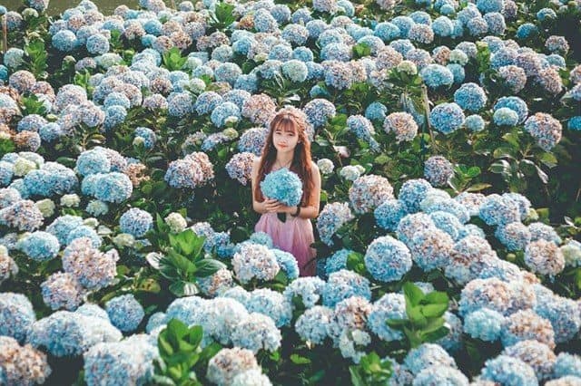 Đà Lạt có gì tháng 8? Cả một thiên đường hoa Đà Lạt rực rỡ đang chờ bạn!