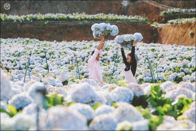 Đà Lạt có gì tháng 8? Cả một thiên đường hoa Đà Lạt rực rỡ đang chờ bạn!