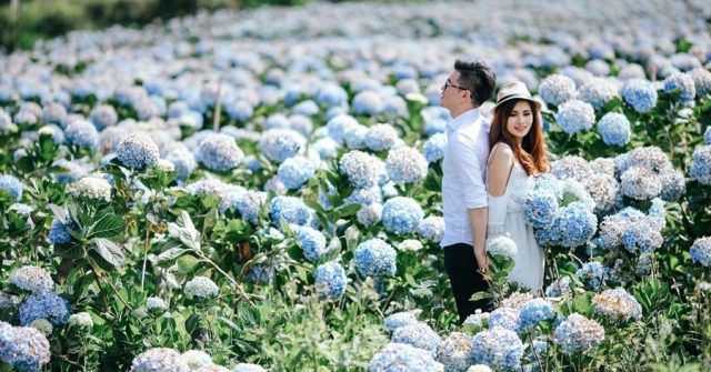 Đà Lạt có gì tháng 8? Cả một thiên đường hoa Đà Lạt rực rỡ đang chờ bạn!