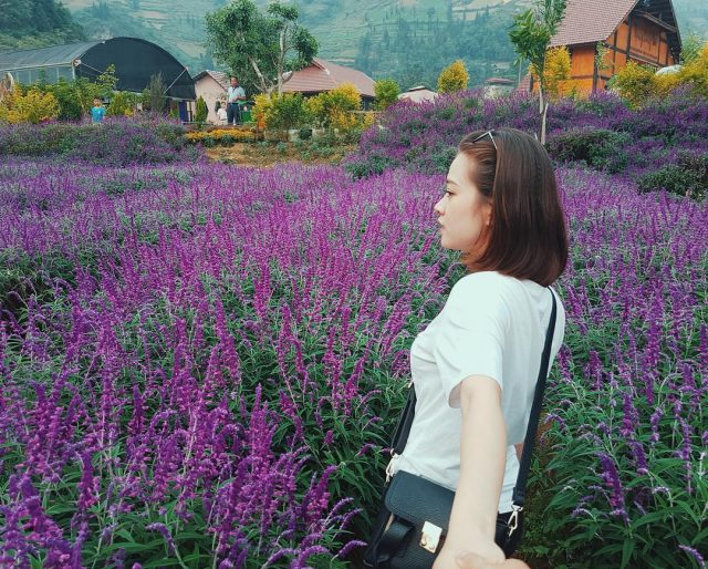 Đà Lạt có gì tháng 8? Cả một thiên đường hoa Đà Lạt rực rỡ đang chờ bạn!