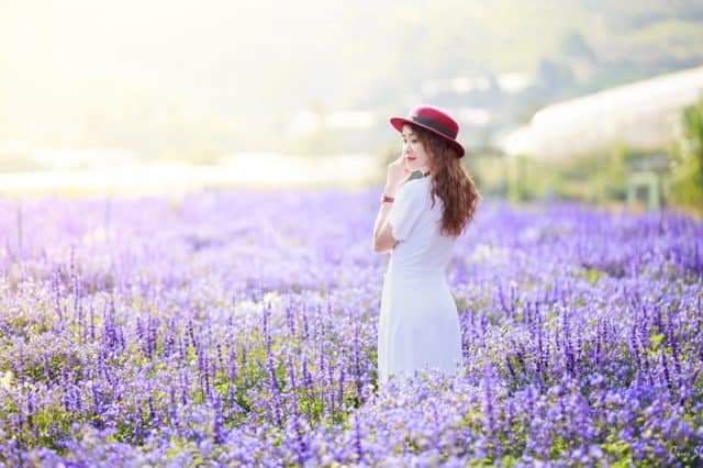 Đà Lạt có gì tháng 8? Cả một thiên đường hoa Đà Lạt rực rỡ đang chờ bạn!