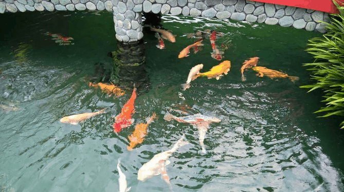Đến chơi với hàng trăm chú cá Koi nào! (ảnh ST) Đến chơi với hàng trăm chú cá Koi nào! (ảnh ST)