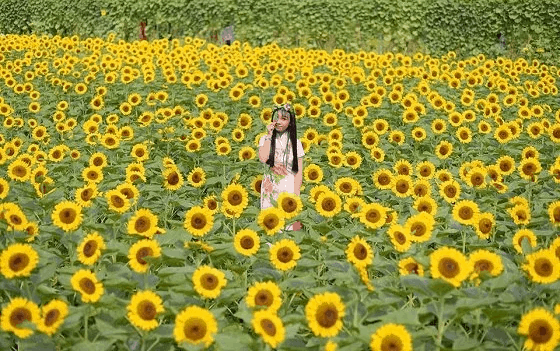 Cánh đồng hoa hướng dương gây sốt như trong bô phim "Nhắm mắt thấy mùa hè" Cánh đồng hoa hướng dương gây sốt như trong bô phim "Nhắm mắt thấy mùa hè"