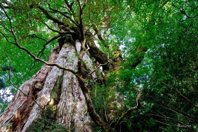 Cây tuyết tùng hàng nghìn năm trên đảo yakushima (ảnh ST)