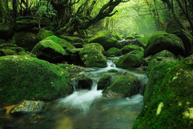 đảo yakushima (ảnh ST)