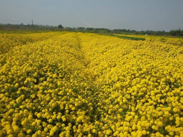 Ngất ngây trước vẻ đẹp cánh đồng hoa cúc ở Hưng Yên (ảnh ST)