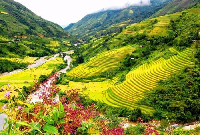 Thung lũng Mường Hoa - sapa (ảnh ST)
