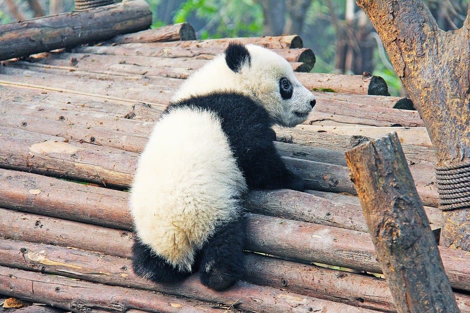 thành đô 