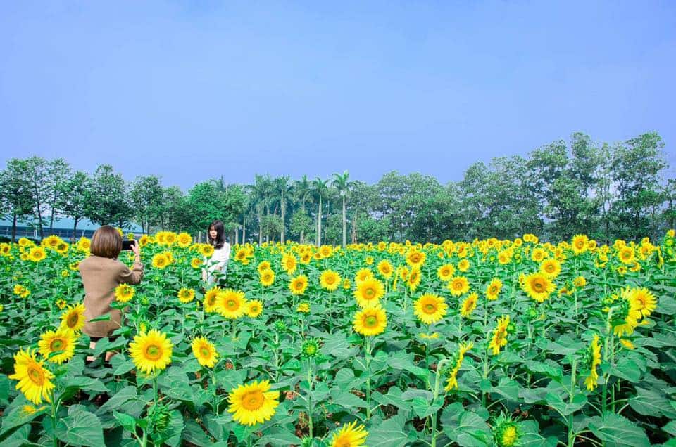 Cánh đồng hướng dương n