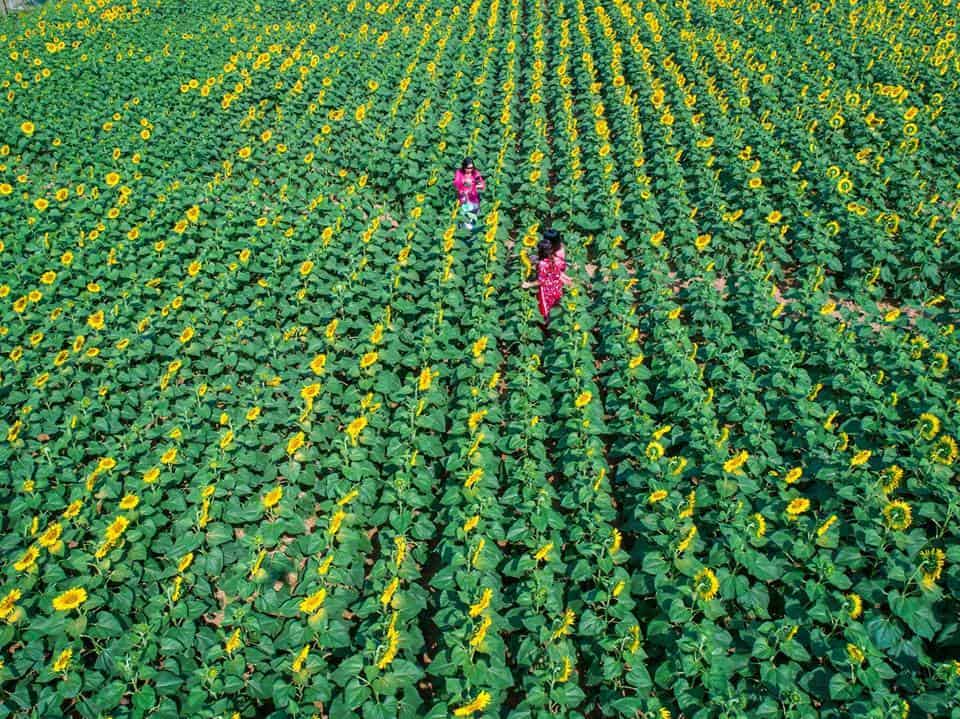 Hoa hướng dương
