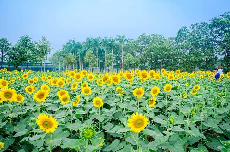 Hoa hướng dương