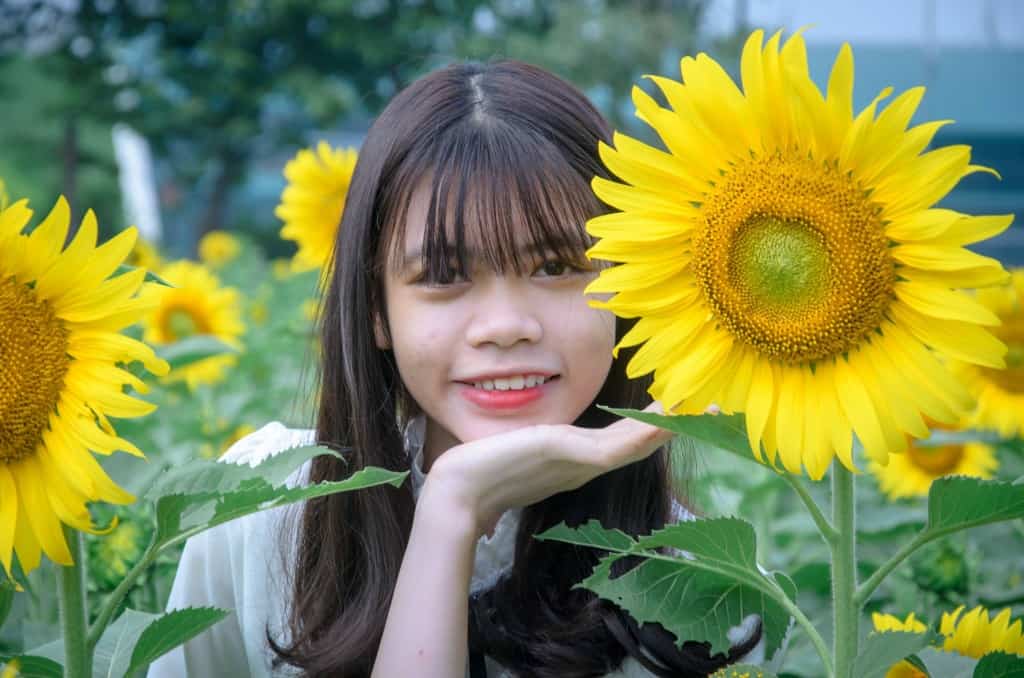 hoa hướng dương